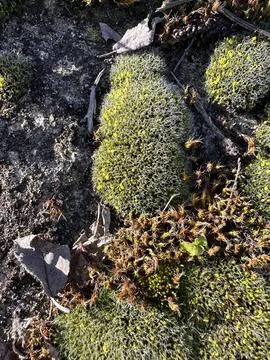 Macro Moss and Forest Floor Texture Stock Photos