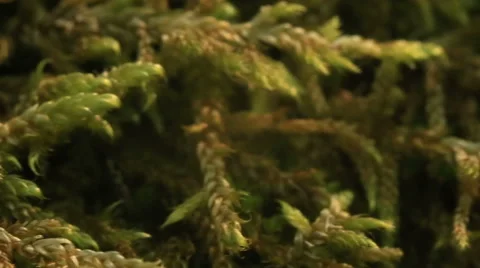 Macro of the moss Bryophyta Stock Footage 51618857