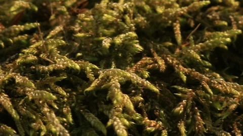 Macro of the moss Bryophyta Stock Footage 51618931