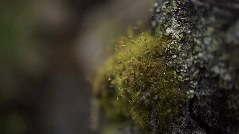 Macro moss-covered stone Thin stems stretch up Extreme close up of wild moss Video stock 96163936