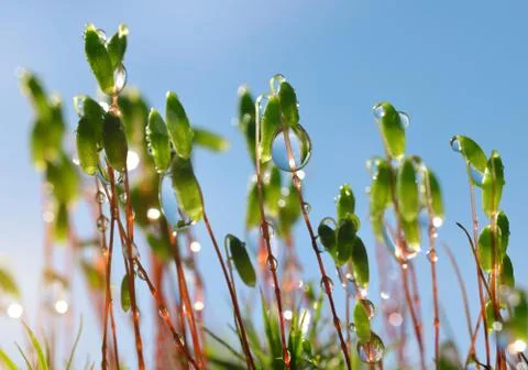 Macro of moss with dew drops. Foto stock