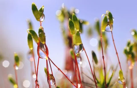 Macro of moss with dew drops. Foto stock