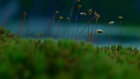 Macro moss at dusk 2 Hidden Swamp Oregon Cascades Oval Lake Mt. Hood National Stock Footage 81769249