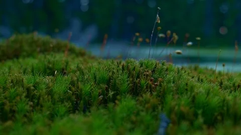 Macro moss at dusk Hidden Swamp Oregon Cascades Oval Lake Mt. Hood National Stock Footage 81769197