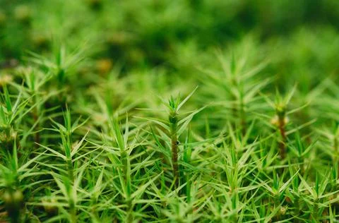 Macro of moss. Out of focus background. Foto stock