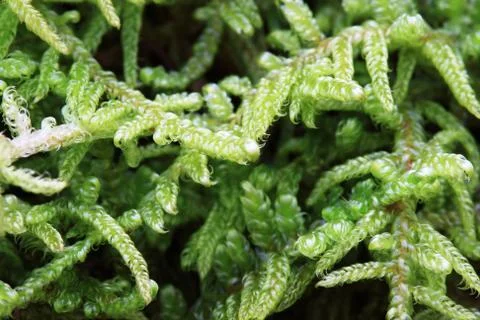 Macro of moss Stock Photos