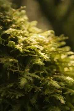 Macro moss 스톡 사진