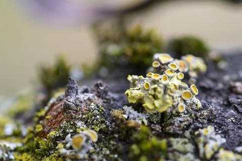 Macro moss Fotos Stock