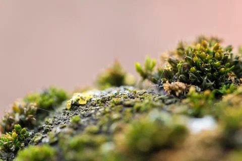 Macro moss Foto stock