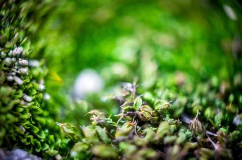 Macro of the moss Stock Photos