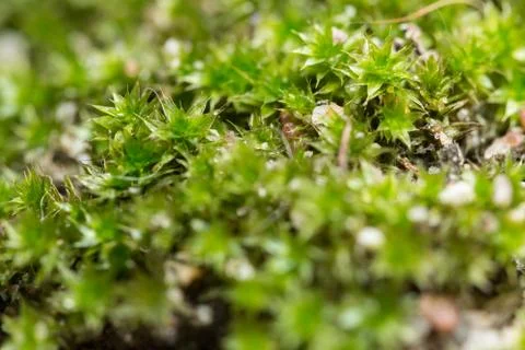Macro Moss Stock Photos