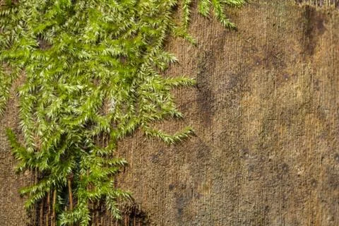 Macro Moss Stock Photos