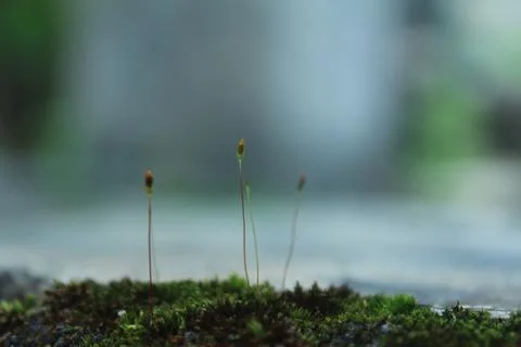 Macro moss Stock Photos