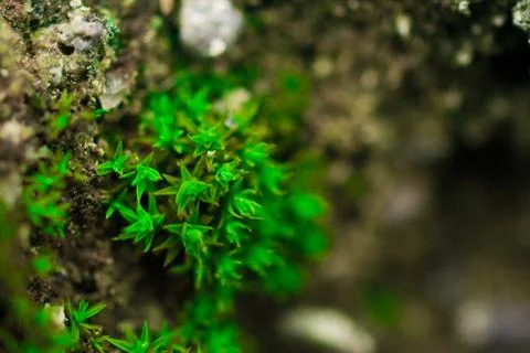 Macro moss on rocks Stock-Fotos