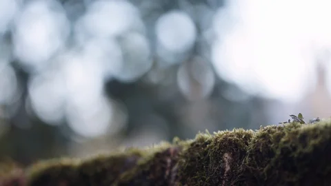 Macro of moss on wall, with focus pull Stockbeeldmateriaal 127533206