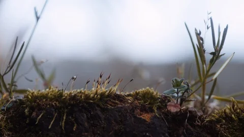 Macro of moss on wall Stockbeeldmateriaal 127533459