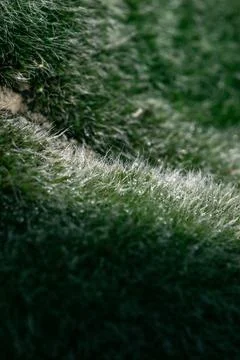 Macro of mossy patch in morning light Fotos de archivo