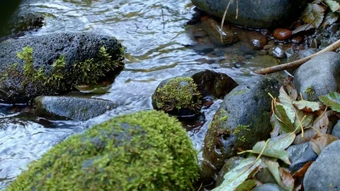Macro mossy river rocks McKenzie River Valley Oregon 12 Stock-Footage 81769492