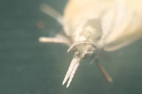 Macro moth insect soft focus detail Stock Photos