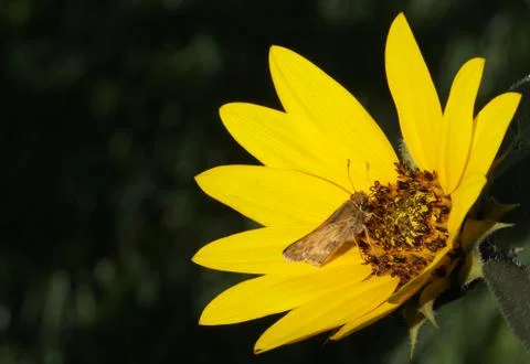 Macro moth sunflower back Stock Photos