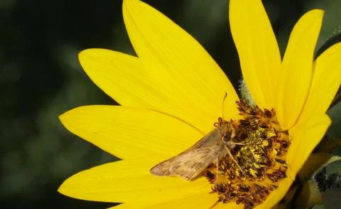 Macro moth sunflower Stock Photos