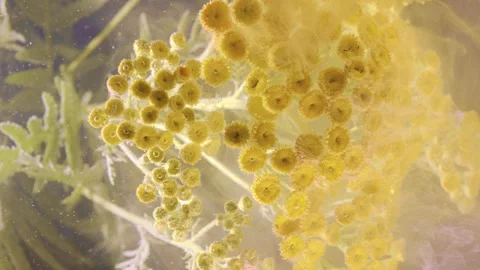 Macro motion of dense yellow button flowers on branching stems with soft diffuse Stock Footage 340620627
