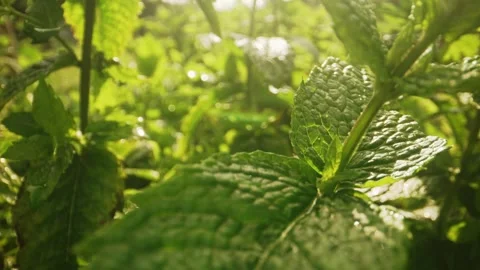 Macro motion through peppermint leaves. Stock Footage 313389024