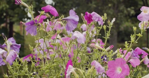 Macro motion wallpaper of violet purple flowers trembling in wind outdoors slow Stock Footage 138785917