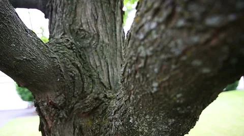 Macro Move Down Tree Stock Footage 57751037