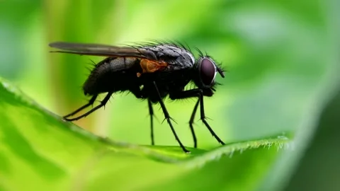 Macro Movie of Fly Stock Footage 138474155