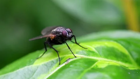 Macro Movie of Fly Stock Footage 138474311