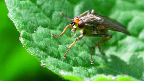 Macro Movie of Fly Stock Footage 138474376