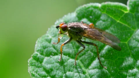 Macro Movie of Fly Stock Footage 138474645