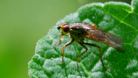 Macro Movie of Fly Stock Footage 138474784