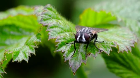 Macro Movie of Fly Stock Footage 138474855