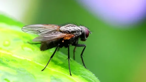 Macro Movie of Fly Stock-Footage 138937624