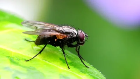 Macro Movie of Fly Stockbeeldmateriaal 138937682