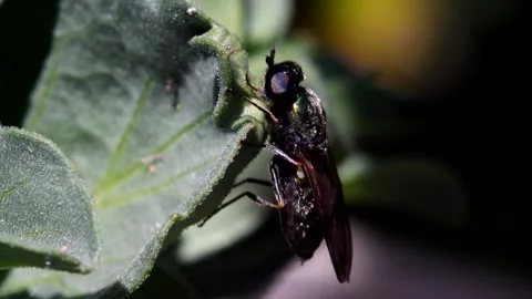 Macro Movie of Hoverfly. 스톡 동영상 138541230