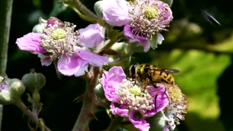Macro Movie of Hoverfly. Video stock 138541325