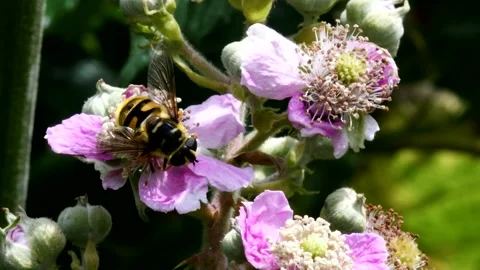 Macro Movie of Hoverfly. Stock-Footage 138541390