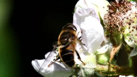 Macro Movie of Hoverfly. Vidéo 138541416