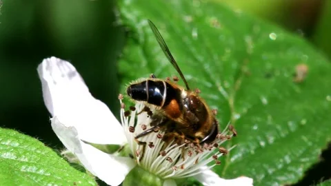 Macro Movie of Hoverfly. Stock Footage 138541511