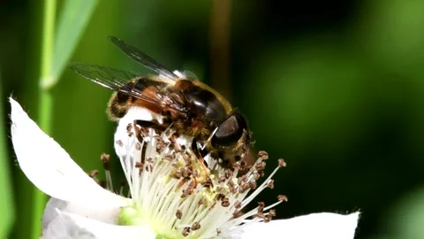 Macro Movie of Hoverfly. Vidéo 138541600
