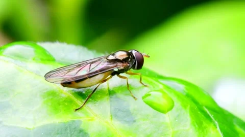 Macro Movie of Hoverfly. Stock-Footage 138541671