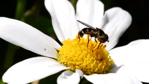 Macro Movie of Hoverfly. Stock Footage 138541855
