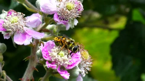 Macro Movie of Hoverfly. Stock Footage 138541966
