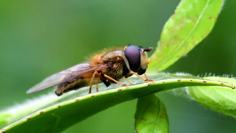 Macro Movie of Hoverfly. Stock-Footage 138938114