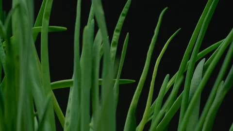 Macro, moving forward with a turn, green onions on a black background Stock Footage 179605714