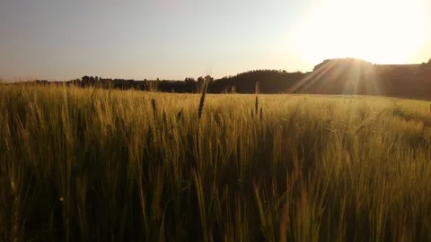 Macro moving view of golden wheat spikes' tops on beautiful sunset background Stock Footage 112672127