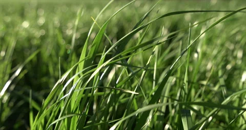 Macro of moving on wind green grass sprouts flowers on meadow with sunshinning. Stock Footage 268214206